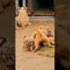 Playing #shorts #dog #tiger #animals