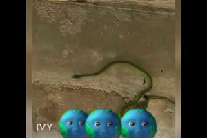 Playing with🐍Snake🐍? #animals #youtube #wildlife #viral #snake #reptiles #share #nature #viral