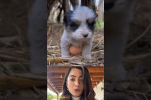 Pooja Hegde reacting a beautiful moments cute puppies lovely chicken 💖#94 #cute #shorts #pooja #dog