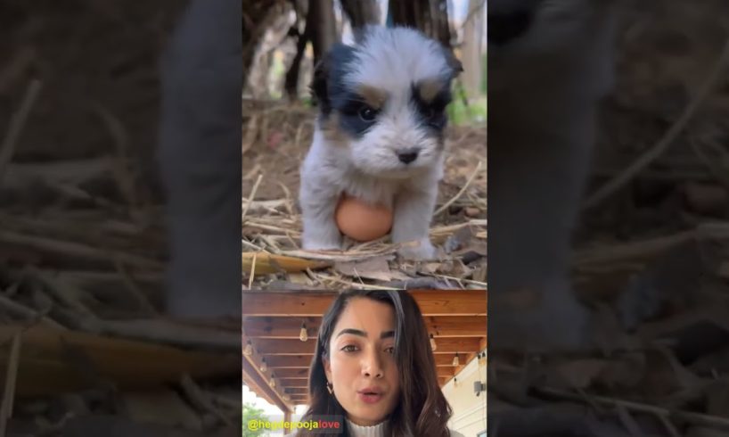 Pooja Hegde reacting a beautiful moments cute puppies lovely chicken 💖#94 #cute #shorts #pooja #dog