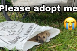 [ Poor thing ] The puppy was abandoned in the dump