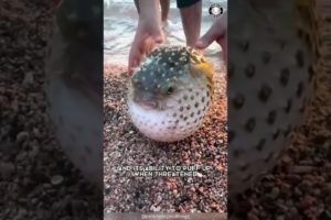 Pufferfish  🐡 Puffing Up for Survival!