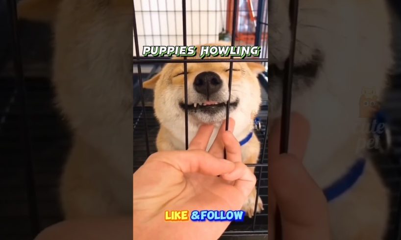 Puppies howling | Cute puppies doing funny things #puppies