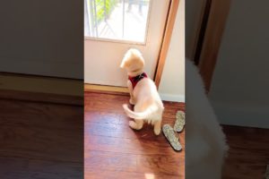 Puppy Welcomes Dad Home!