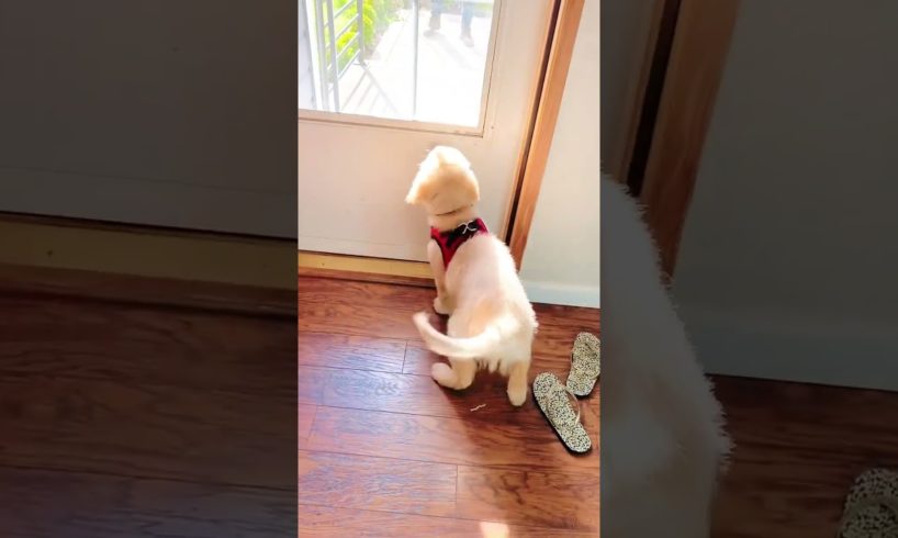 Puppy Welcomes Dad Home!