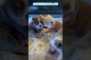 Puppy fight!! Head bites & growls ! Cutest puppies! #shortsdog #dogs