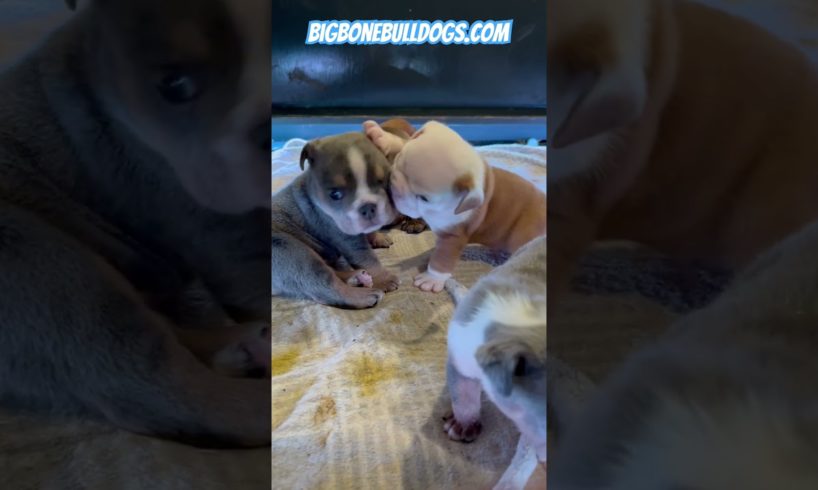 Puppy fight!! Head bites & growls ! Cutest puppies! #shortsdog #dogs