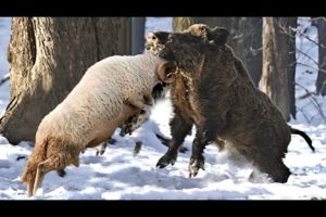 Ram Knockout Wild Boar | Top 10 Knockouts of Ram