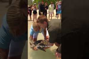 Releasing a Rescued Green Sea Turtle! 🐢 #untamed #shorts #endangeredspecies #animalrescue #wildlife