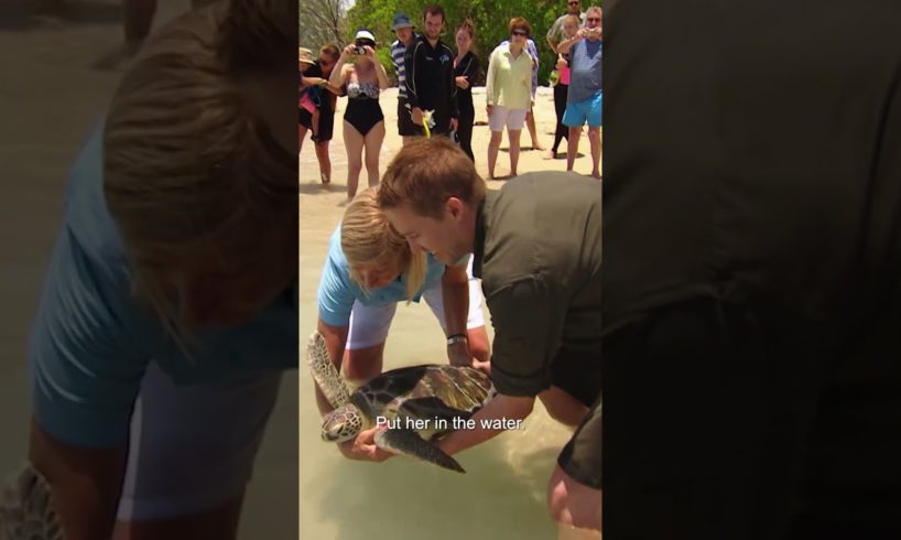 Releasing a Rescued Green Sea Turtle! 🐢 #untamed #shorts #endangeredspecies #animalrescue #wildlife