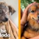 Rescue Dog Loves Riding On Mopeds | The Dodo