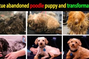 Rescue abandoned poodle puppy and transformation