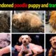 Rescue abandoned poodle puppy and transformation