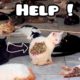 Rescue and Feeding Stray Paws "Living On the Street" ( Animal Rescue Videos ) Homeless Kitten