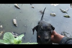 Rescue of A Little Abandoned Puppy with A Broken Heart