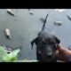 Rescue of A Little Abandoned Puppy with A Broken Heart