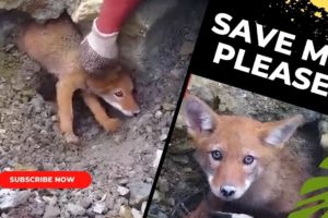 Rescue of a dog stranded between the rocks of the mountain.A miracle happened!