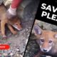 Rescue of a dog stranded between the rocks of the mountain.A miracle happened!