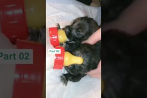 Rescue of homeless mother dog and her 10 puppies in the snow