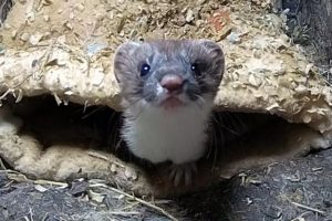 Rescued Stoat Plucks up Courage to Explore | Rescued & Returned to the Wild | Robert E Fuller