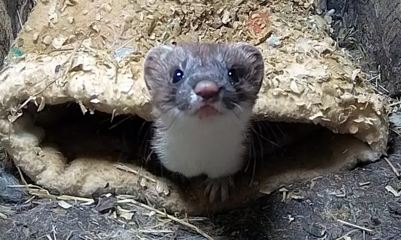 Rescued Stoat Plucks up Courage to Explore | Rescued & Returned to the Wild | Robert E Fuller