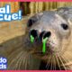 Rescuers Give Seal With Stuffy Nose Special Medicine So He Can Go Home | Dodo Kids | Rescued!