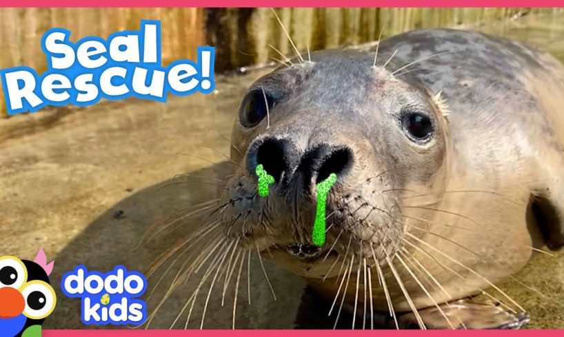 Rescuers Give Seal With Stuffy Nose Special Medicine So He Can Go Home | Dodo Kids | Rescued!