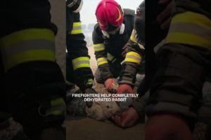 Romanian Firefighters Save Rabbit During Greek Wildfires