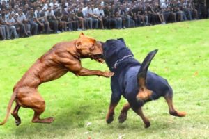 Rottweiler vs Pitbull Terrier - Pitbull vs Rottweiler Real Fight Kill