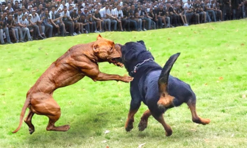 Rottweiler vs Pitbull Terrier - Pitbull vs Rottweiler Real Fight Kill