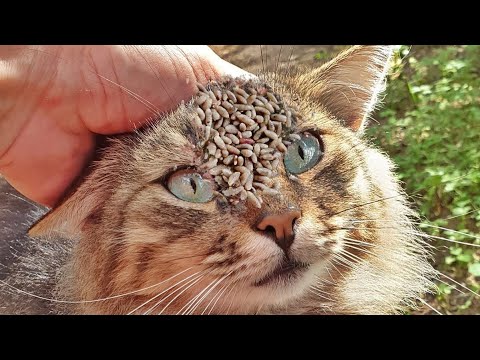 SShht! Stray Cat Miraculously Finds Food   You Won't Believe What Happens Next! Animal Rescue 2023