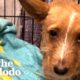 Scared Puppy Showed Up In Woman's Backyard | The Dodo