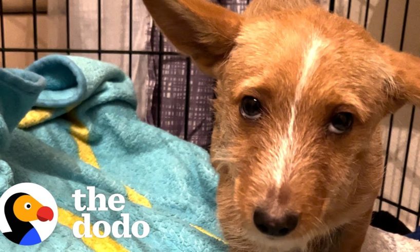 Scared Puppy Showed Up In Woman's Backyard | The Dodo