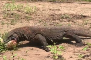 Scary Moment! Giant Komodo Dragon Brutally Attacks Dogs | Animals Fight @3WinAnimal
