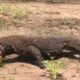 Scary Moment! Giant Komodo Dragon Brutally Attacks Dogs | Animals Fight @3WinAnimal