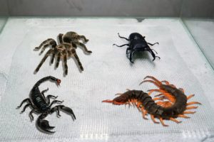 Scorpion Tarantula Centipede Black Titan Bug