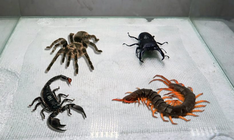 Scorpion Tarantula Centipede Black Titan Bug