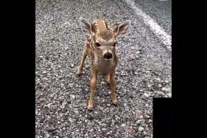 See baby deer reaction when closer to human #shorts #shortvideos #viralshorts #animals #deerlover