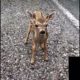 See baby deer reaction when closer to human #shorts #shortvideos #viralshorts #animals #deerlover