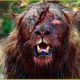 Seriously Injured Lion After Brutal Battle For Territory And Can It Survive ? Wild Animals