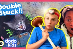 Sewer Heroes Save Kitten And A Mystery Animal Stuck In A Box! | Dodo Kids | Rescued!