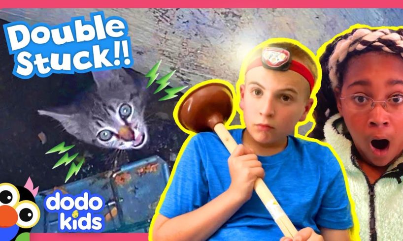 Sewer Heroes Save Kitten And A Mystery Animal Stuck In A Box! | Dodo Kids | Rescued!