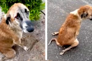 She Kept Living for Puppies 😭 Touching Animal Rescues