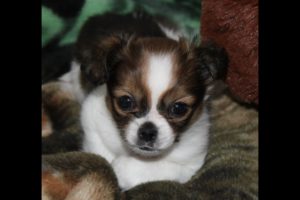 ShiChi~Chihuahua/Shih Tzu mix~Cutest puppy ever !