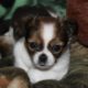 ShiChi~Chihuahua/Shih Tzu mix~Cutest puppy ever !