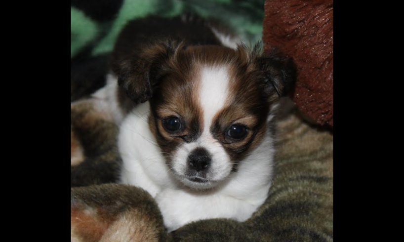 ShiChi~Chihuahua/Shih Tzu mix~Cutest puppy ever !