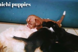 Shih tzu Chihuahua Mix (all about Shichi puppies) cutest puppies