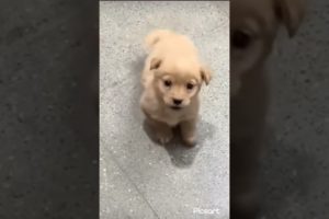 #Short Video#Cutest puppy bark viral #cute puppy #doglovers#street cute Dog