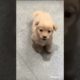 #Short Video#Cutest puppy bark viral #cute puppy #doglovers#street cute Dog