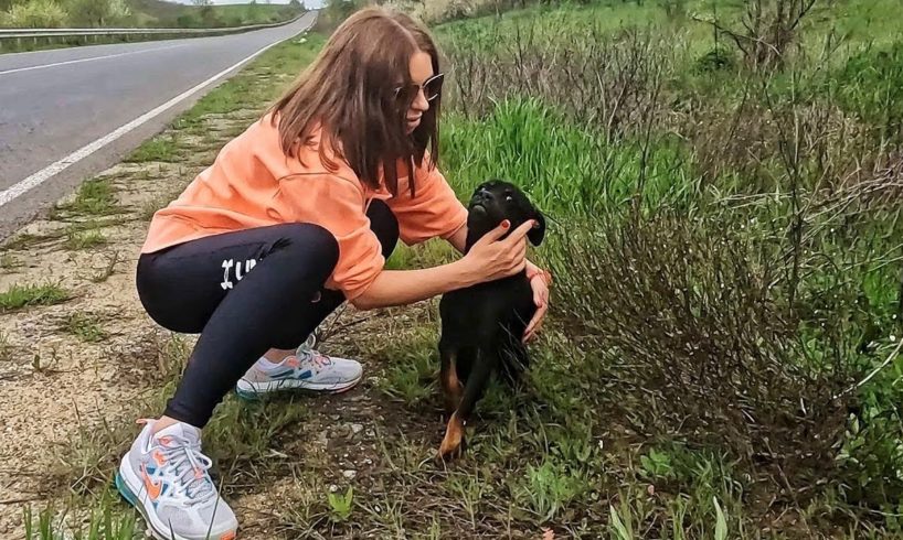 Skinny Heartbroken Dog Desperate for Help Found at the Roadside Rescued just in Time